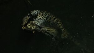 Leopard Rescued from 35-ft Well in Junnar after Tense Late-Night Operation