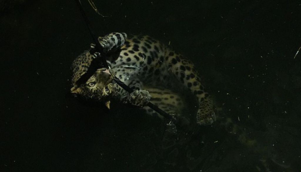 Leopard Rescued from 35-ft Well in Junnar after Tense Late-Night Operation