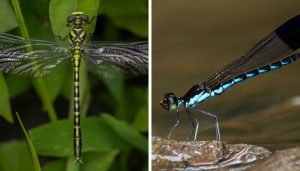 Odonata