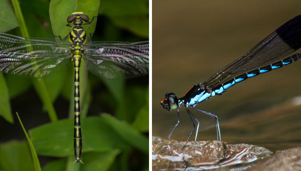 Odonata