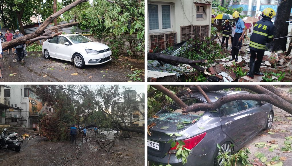 Pmc Tree Fall Incidents