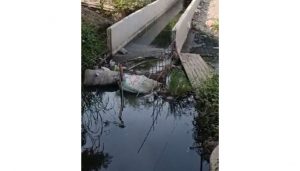 RTI Documents Link NHAI to Pashan Lake Fish Deaths in Pune