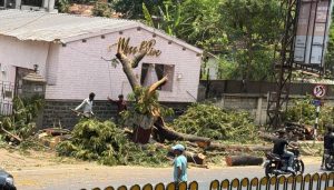 Row Erupts in Pune Camp as Decades-Old Tree Cut on East Street