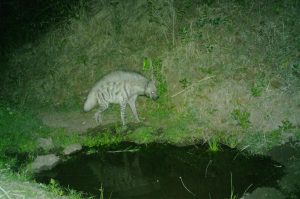 triped Hyena Spotted on Forest Trap Camera in Maval