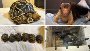 DRI Recovers Malabar Giant Squirrels, Indian Star Tortoises in Illegal Wildlife Trade Case