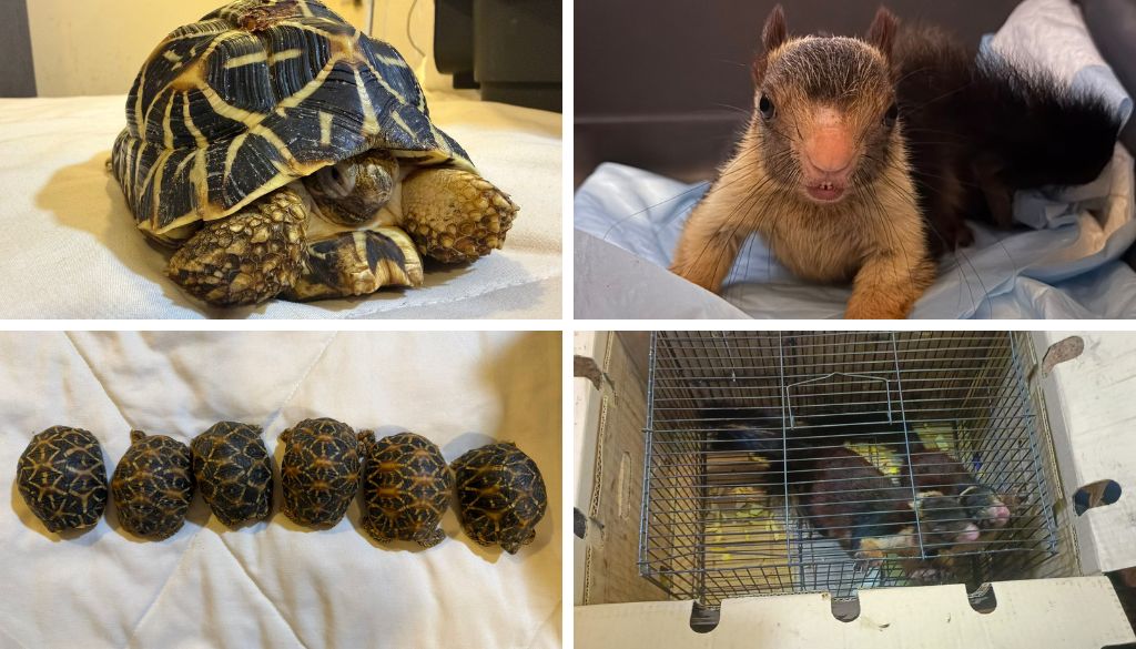 DRI Recovers Malabar Giant Squirrels, Indian Star Tortoises in Illegal Wildlife Trade Case