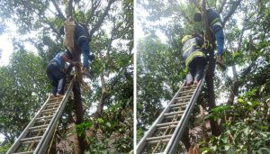 Fire Brigade Rescues Man Trapped 25 Feet High on Mango Tree After Electric Shock in Baner