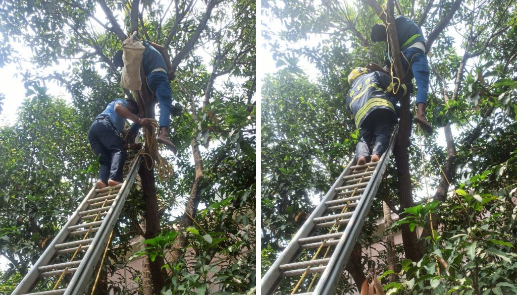 Fire Brigade Rescues Man Trapped 25 Feet High on Mango Tree After Electric Shock in Baner