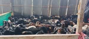 Goat Prices Jump Up to 40% in Pune Before Bakrid
