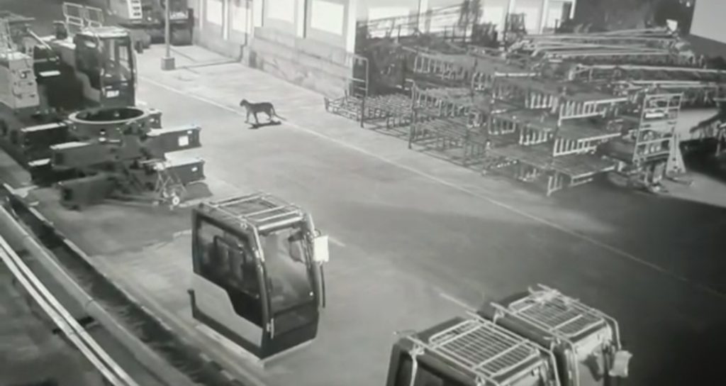 Leopard Spotted Inside Mercedes-Benz Plant in Chakan Industrial Area