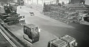 Leopard Spotted Inside Mercedes-Benz Plant in Chakan Industrial Area