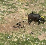 Pune: DP-Reserved Plot Meant for Garden Now a Garbage Dump and Cattle Enclosure, Claim Mohammedwadi Residents