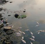 Pune: Dead Fish Found in Indrayani Near Dehu, Pollution Concerns Resurface Ahead of Palkhi