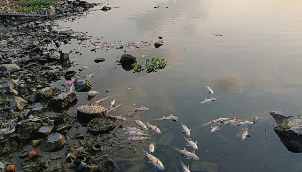 Dead Fish Found in Indrayani Near Dehu