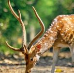 Pune: Spotted Deer Killed After Being Hit By Vehicle in Mulshi