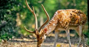 Deer