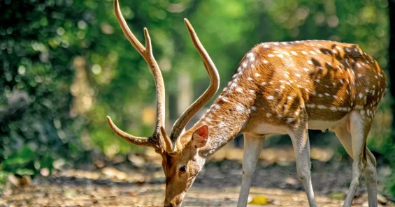 Deer
