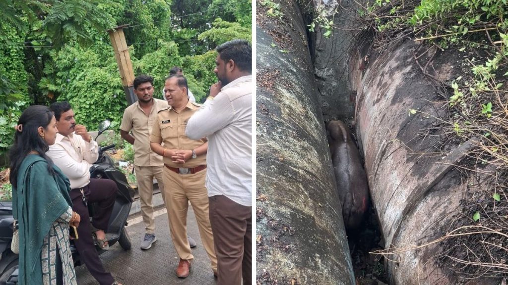 Gaur Trapped in Water Pipeline Cavity on Pune's Sinhagad Road