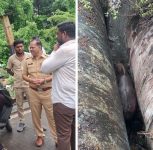 Gaur Trapped in Water Pipeline Cavity on Pune’s Sinhagad Road; Multi-Agency Rescue Operation Underway