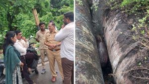 Gaur Trapped in Water Pipeline Cavity on Pune's Sinhagad Road