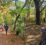 Pune: Mundhwa Botanical Garden Faces Loss of 1,044 Trees Over Proposed DP Road
