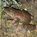 New Frog Species Discovered in Nagaland; Pune Scientists Part of Landmark Study