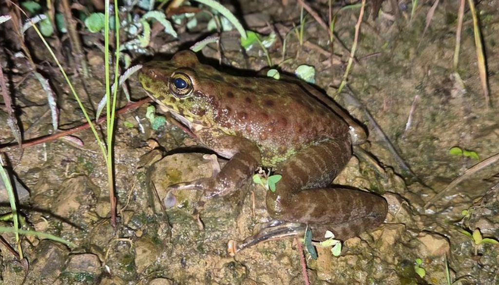 New Frog Species Discovered in Nagaland