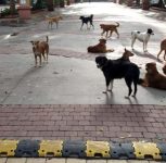 Pisoli Residents Demand Urgent Civic Action Over Stray Dogs, Water Crisis, Waterlogging and Lack of Basic Infrastructure