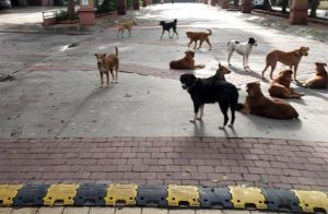 Pisoli Residents Demand Urgent Civic Action Over Stray Dogs