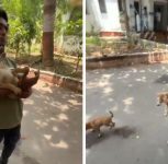 Pune: Six Puppies Separated From Mother, Dumped in Remote Area; NCR Filed