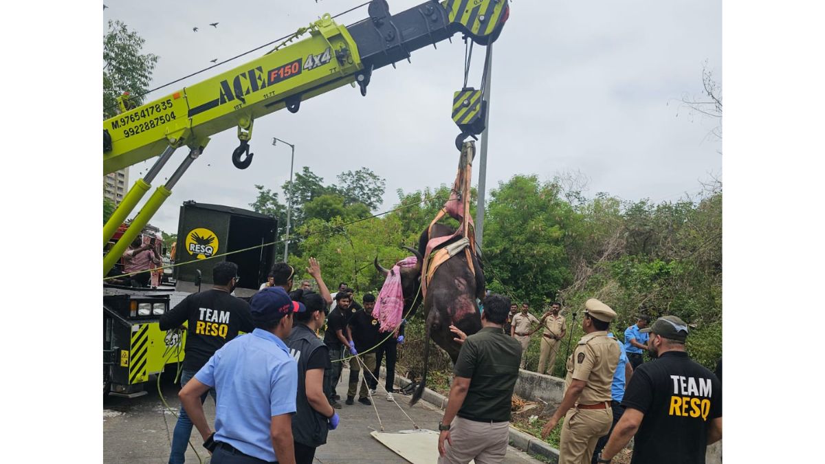 Wild Gaur Trapped Between Massive Water Pipelines on Sinhagad Road Rescued Safely