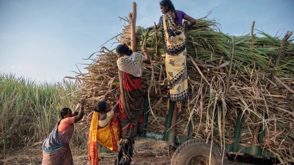 Women Sugarcane Workers