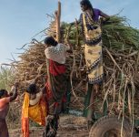 Wombs for Wages: The Crisis of Hysterectomies Among Maharashtra’s Women Sugarcane Workers.