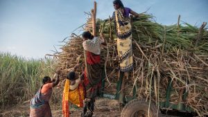 Women Sugarcane Workers