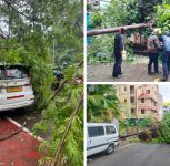 Heavy Rain Triggers 51 Tree-Fall Incidents Across Pune City in 20 Hours