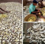 Indigenous Mango Amchur Brings Economic Empowerment to Tribal Families
