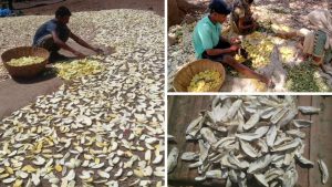 Indigenous Mango Amchur Brings Economic Empowerment to Tribal Families