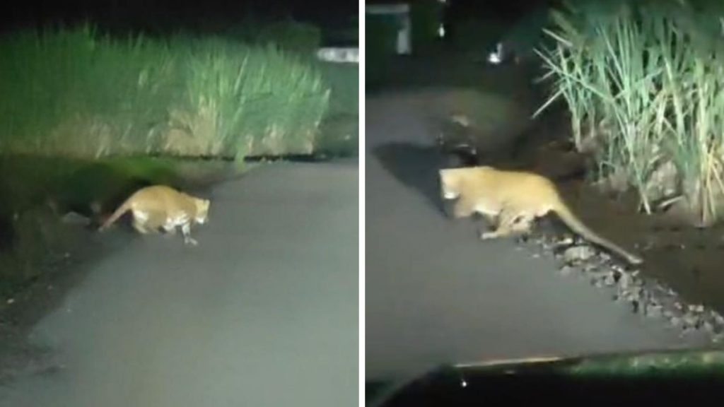 Leopard Captured on Camera in Ambegaon