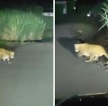 Pune: Leopard Captured on Camera in Ambegaon, Villagers Seek Immediate Forest Department Action