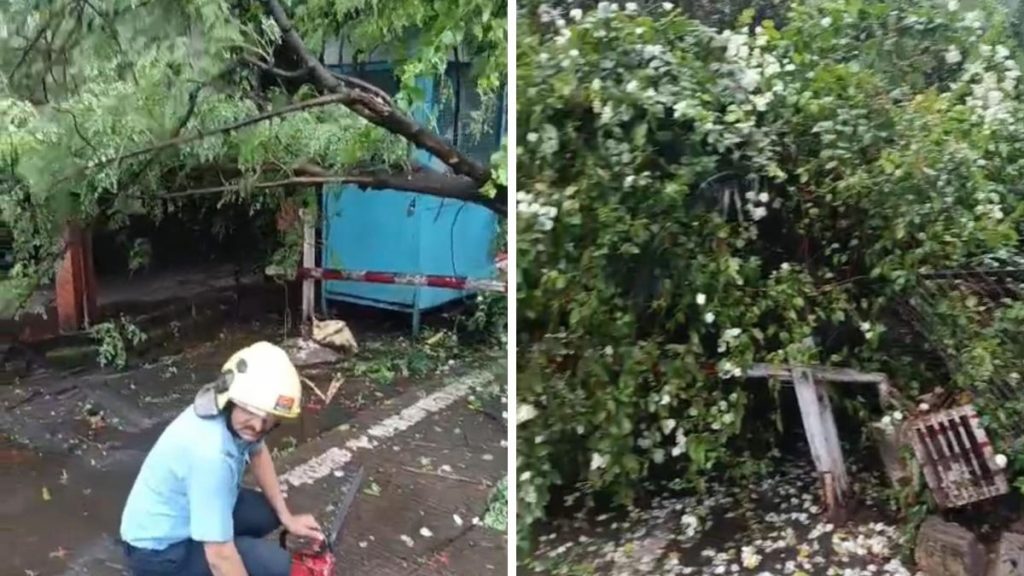 Rain Triggers 29 Tree-Fall Incidents in Five Hours