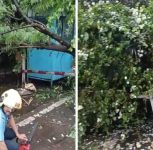 Pune: Rain Triggers 29 Tree-Fall Incidents in Five Hours, No Casualties