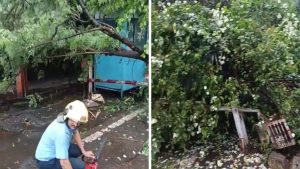 Rain Triggers 29 Tree-Fall Incidents in Five Hours