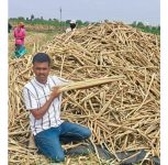 Rare Turkistan Millet Cultivated in Pune, Farmer’s Initiative Highlights Traditional Seed Conservation