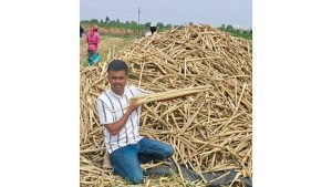 Rare Turkistan Millet Cultivated in Pune