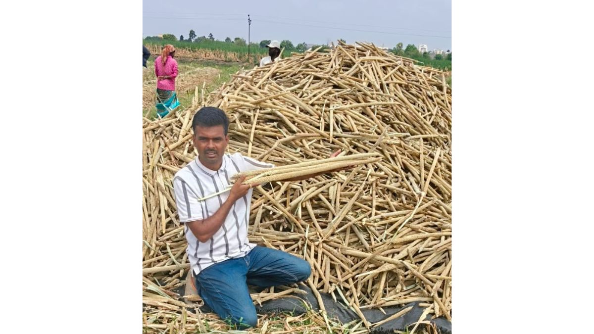 Rare Turkistan Millet Cultivated in Pune