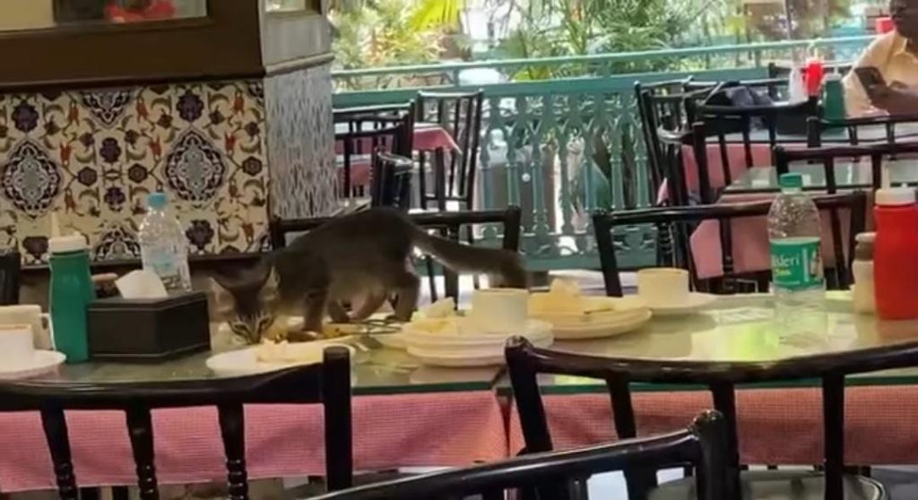 Viral Video of Cat at Irani Cafe Camp Sparks Food Safety Concerns