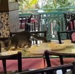 Pune: Viral Video of Cat at Irani Cafe Camp Sparks Food Safety Concerns