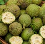 Waghati Prices Soar to Rs 1,200 per Kg in Pune as Ashadhi Ekadashi Demand Rises