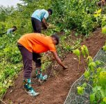 Central Railway Turns to Vetiver Grass to Tackle Monsoon Soil Erosion in Ghat Sections