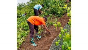 Central Railway Turns to Vetiver Grass to Tackle Monsoon Soil Erosion in Ghat Sections